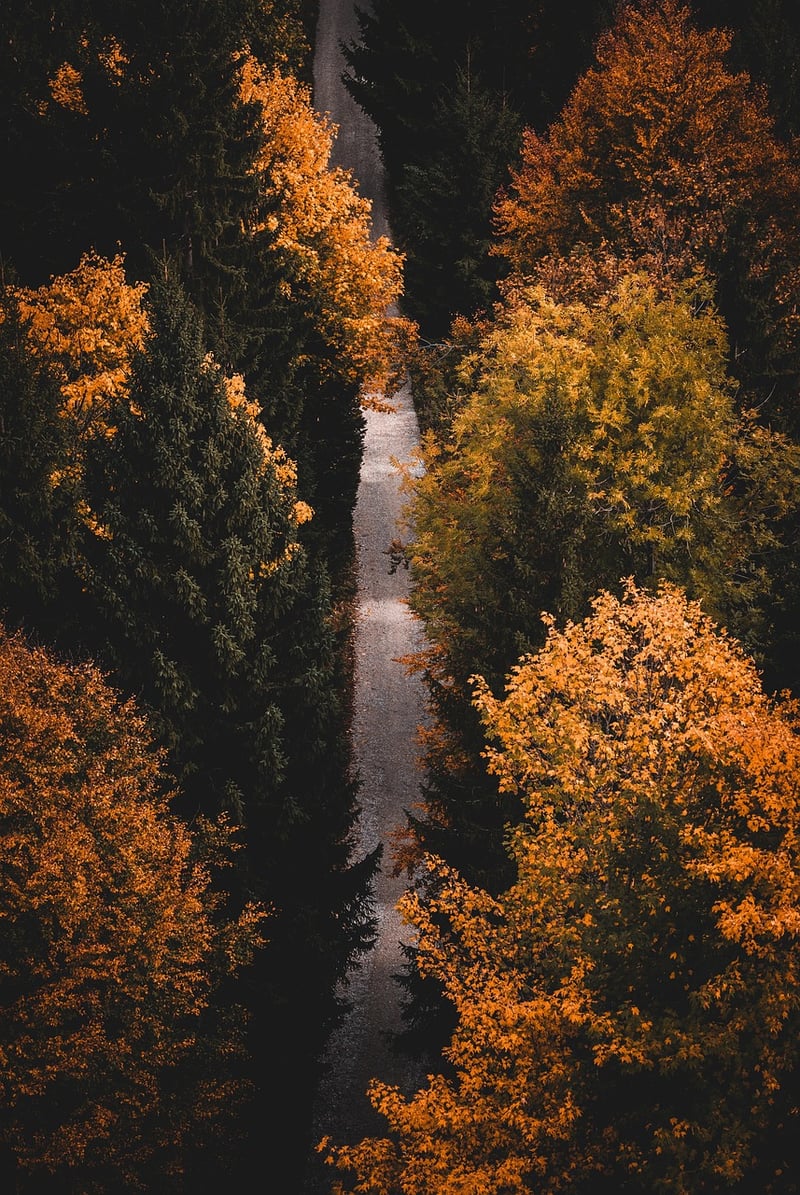 Forest Hiking